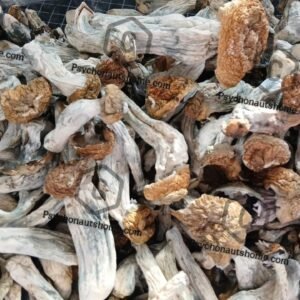 Hillbilly Mushroom