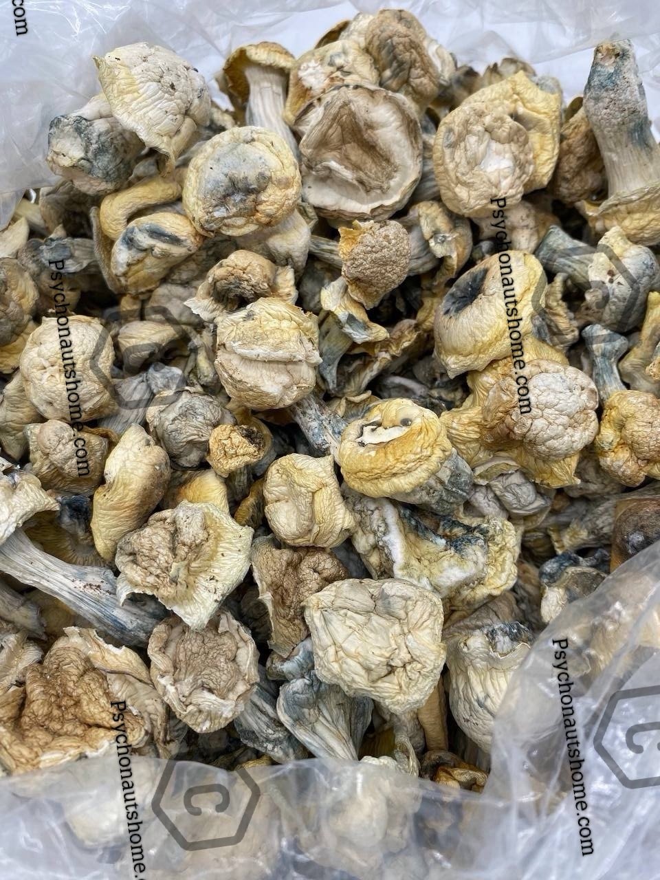 Makilla Gorilla Mushrooms